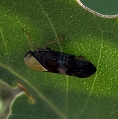 Brunotartessus fulvus (Yellow-headed Leafhopper) at Mount Ainslie - 18 Jan 2024 by Pirom