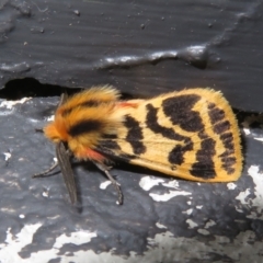Ardices curvata (Crimson Tiger Moth) at Tharwa, ACT - 6 Jan 2024 by Christine