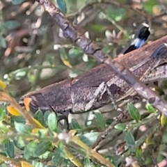 Goniaea opomaloides at Glen Allen, NSW - 18 Jan 2024 11:30 AM