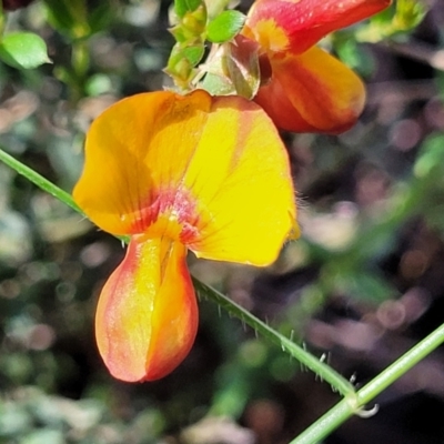 Mirbelia oxylobioides (Mountain Mirbelia) at Glen Allen, NSW - 18 Jan 2024 by trevorpreston