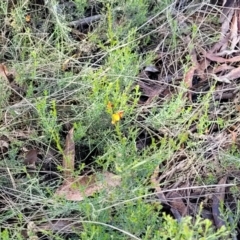 Mirbelia oxylobioides at Glen Allen, NSW - 18 Jan 2024