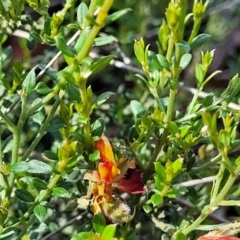 Mirbelia oxylobioides at Glen Allen, NSW - 18 Jan 2024