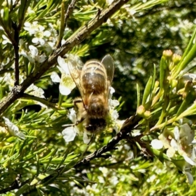 Apis mellifera (European honey bee) at Aranda, ACT - 17 Jan 2024 by KMcCue