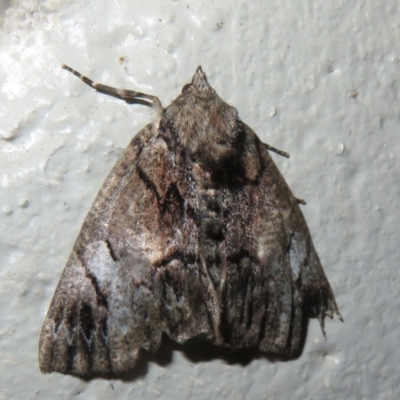 Heliomystis electrica (Electric Moth) at Tharwa, ACT - 5 Jan 2024 by Christine