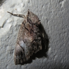 Heliomystis electrica at Gibraltar Pines - 6 Jan 2024