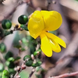 Bossiaea sp. at Glen Allen, NSW - 18 Jan 2024