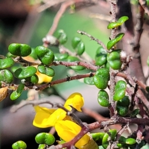Bossiaea sp. at Glen Allen, NSW - 18 Jan 2024 11:27 AM