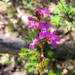 Stylidium armeria subsp. armeria (Trigger Plant) at Glen Allen, NSW - 18 Jan 2024 by trevorpreston