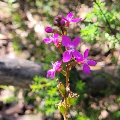 Stylidium armeria subsp. armeria (Trigger Plant) at Glen Allen, NSW - 18 Jan 2024 by trevorpreston