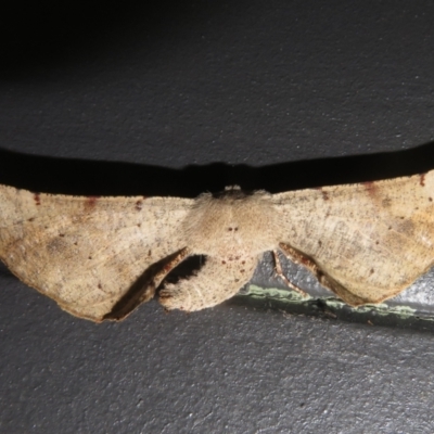 Circopetes obtusata (Grey Twisted Moth) at Tharwa, ACT - 5 Jan 2024 by Christine