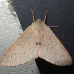 Arhodia lasiocamparia (Pink Arhodia) at Tharwa, ACT - 5 Jan 2024 by Christine