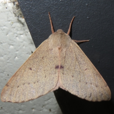Arhodia lasiocamparia (Pink Arhodia (Oenochrominae)) at Gibraltar Pines - 6 Jan 2024 by Christine