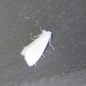 Tipanaea patulella at Gibraltar Pines - 6 Jan 2024