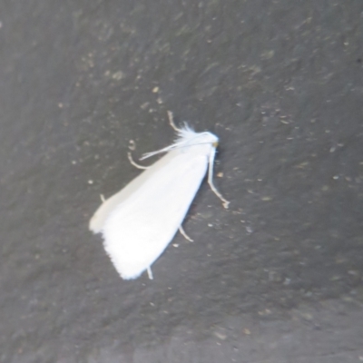 Tipanaea patulella (A Crambid moth) at Tharwa, ACT - 6 Jan 2024 by Christine