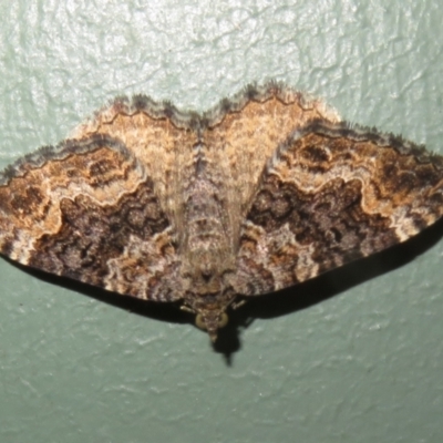 Chrysolarentia imperviata (Elusuve Carpet) at Gibraltar Pines - 6 Jan 2024 by Christine