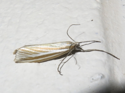 Hednota opulentellus (Crambinae) at Gibraltar Pines - 6 Jan 2024 by Christine