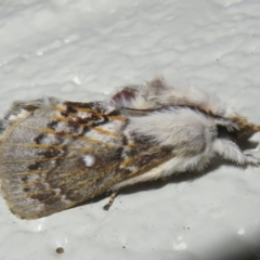 Porela delineata (Lined Porela) at Tharwa, ACT - 16 Jan 2024 by Christine