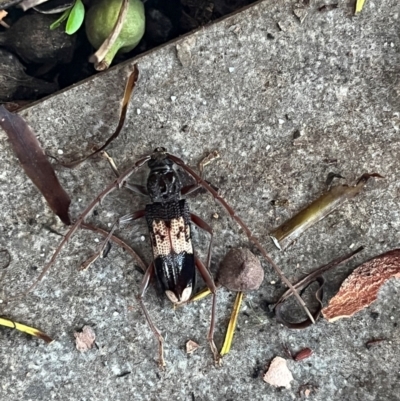 Phoracantha semipunctata (Common Eucalypt Longicorn) at Weetangera, ACT - 18 Jan 2024 by Spar