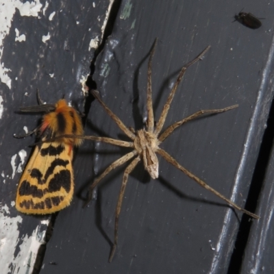Argoctenus sp. (genus) (Wandering ghost spider) at Tharwa, ACT - 5 Jan 2024 by Christine