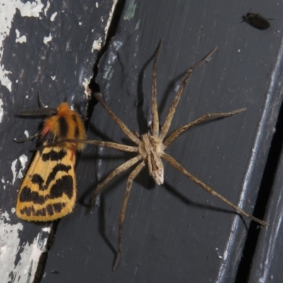 Argoctenus sp. (genus) (Wandering ghost spider) at Gibraltar Pines - 6 Jan 2024 by Christine