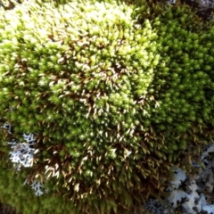 Unidentified Moss, Liverwort or Hornwort by Janet