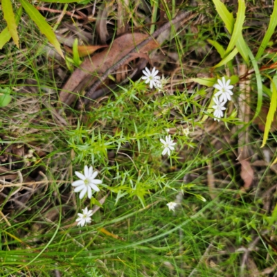 Stellaria pungens (Prickly Starwort) at Nunnock Swamp - 18 Jan 2024 by Csteele4