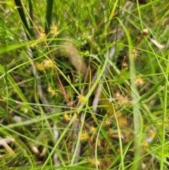 Drosera peltata (Shield Sundew) at Nunnock Swamp - 18 Jan 2024 by Csteele4