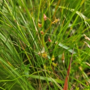 Drosera peltata at South East Forest National Park - 18 Jan 2024