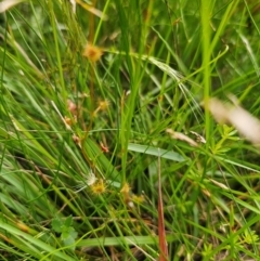 Drosera peltata at South East Forest National Park - 18 Jan 2024