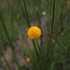 Craspedia sp. (Billy Buttons) at South East Forest National Park - 18 Jan 2024 by Csteele4