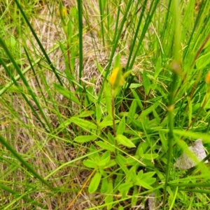 Craspedia sp. at South East Forest National Park - suppressed