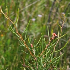 Hakea microcarpa (Small-fruit Hakea) at Nunnock Swamp - 18 Jan 2024 by Csteele4