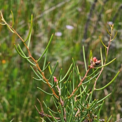 Hakea microcarpa (Small-fruit Hakea) at Glen Allen, NSW - 18 Jan 2024 by Csteele4