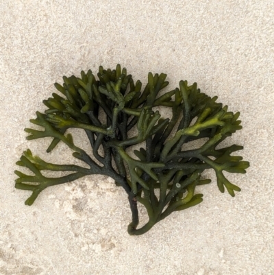 Unidentified Marine Alga & Seaweed at Huskisson, NSW - 18 Jan 2024 by AniseStar