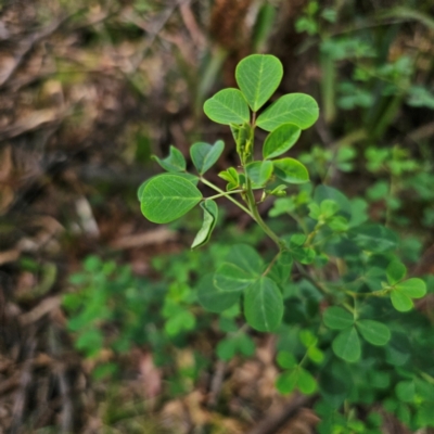 Goodia lotifolia (Golden Tip) at South East Forest National Park - 18 Jan 2024 by Csteele4