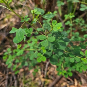 Goodia lotifolia at South East Forest National Park - 18 Jan 2024