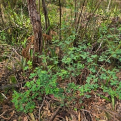 Goodia lotifolia at South East Forest National Park - 18 Jan 2024 03:43 PM