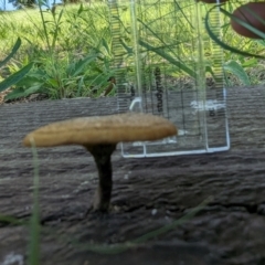 Lentinus arcularius (Fringed Polypore) at Florey, ACT - 18 Jan 2024 by rbannister