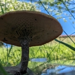 Lentinus arcularius at Florey, ACT - 18 Jan 2024