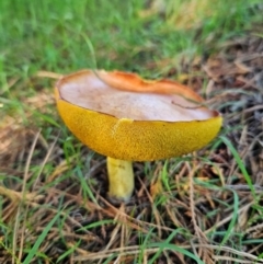 Suillus sp. (A bolete ) at Braidwood, NSW - 18 Jan 2024 by MatthewFrawley