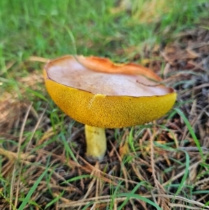 Suillus sp. at QPRC LGA - 18 Jan 2024 04:43 PM