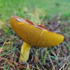 Suillus sp. at QPRC LGA - 18 Jan 2024 04:43 PM