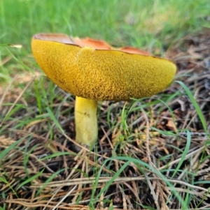 Suillus sp. at QPRC LGA - 18 Jan 2024 04:43 PM