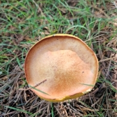 Suillus sp. at QPRC LGA - 18 Jan 2024 04:43 PM