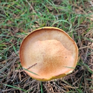 Suillus sp. at QPRC LGA - 18 Jan 2024 04:43 PM