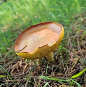 Suillus sp. at QPRC LGA - 18 Jan 2024 04:43 PM