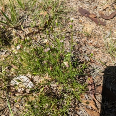 Vittadinia muelleri (Narrow-leafed New Holland Daisy) at Florey, ACT - 18 Jan 2024 by rbannister