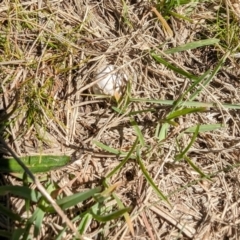 Unidentified Puffball & the like at Florey, ACT - 18 Jan 2024 by rbannister