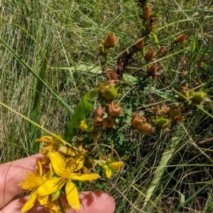 Hypericum perforatum at Florey, ACT - 18 Jan 2024 02:53 PM