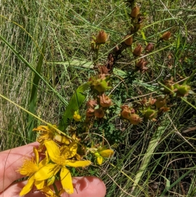 Hypericum perforatum (St John's Wort) at Florey, ACT - 18 Jan 2024 by rbannister